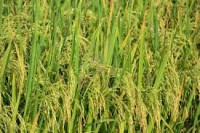 /album/fotogaleria/planta-arroz-jpg/